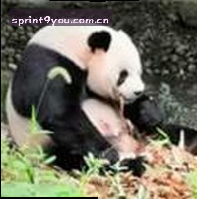 黄丽